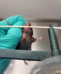 Mouse Malocclusion Holder